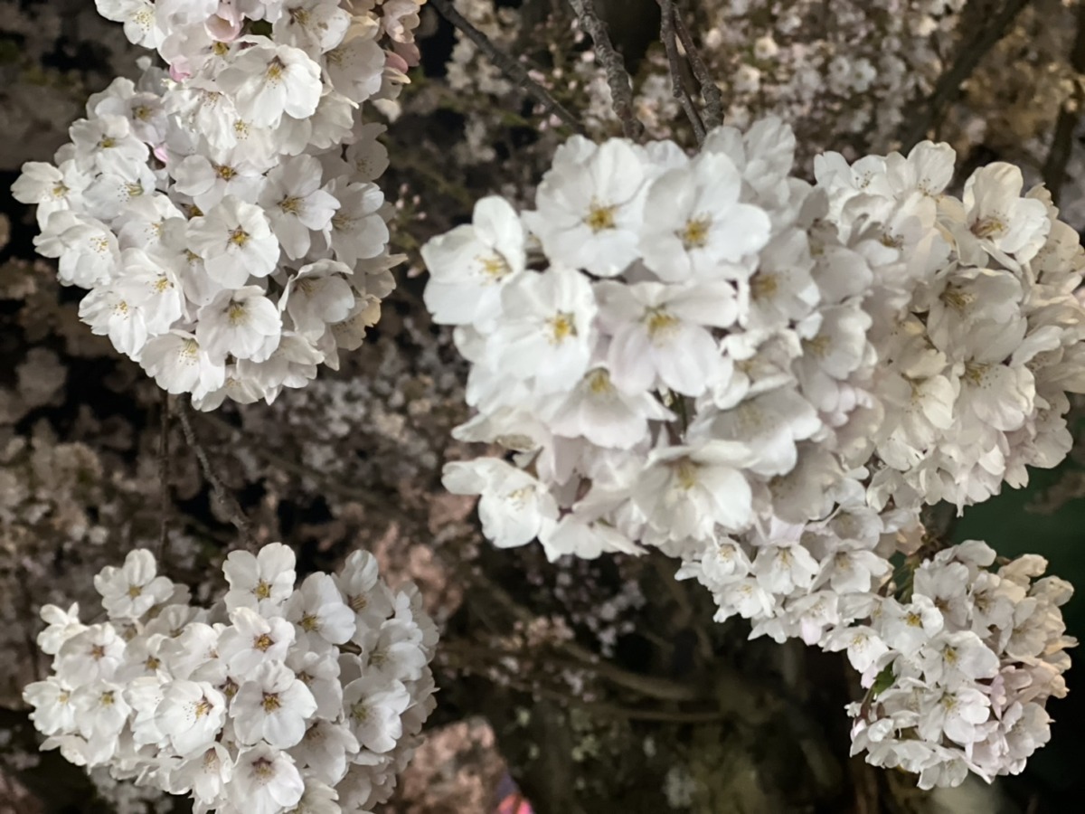 弘前城　桜